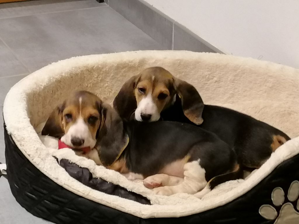 Chiot Basset Artesien Normand des rosiers d'anjou